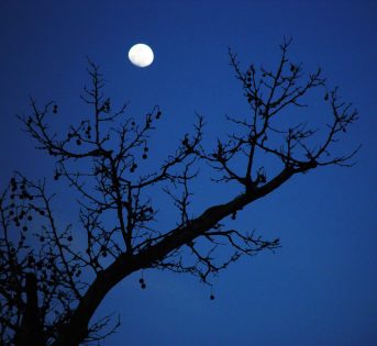 L’orto e la luna: come sfruttare le “influenze” che arrivano dal cielo