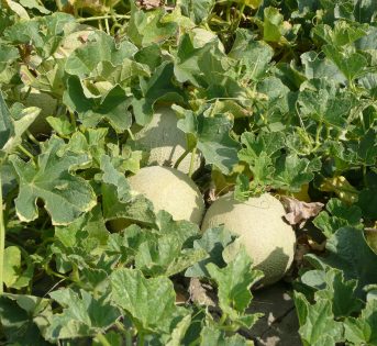 Melone “fai da te”, come coltivarlo in casa