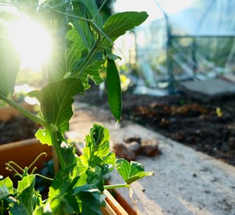 Le rotazioni che rendono fertile il suolo