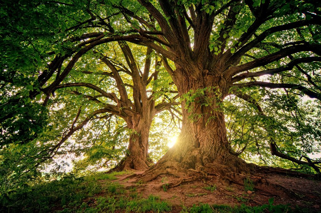 Speciale foreste e boschi - Dieci motivi per piantare un albero