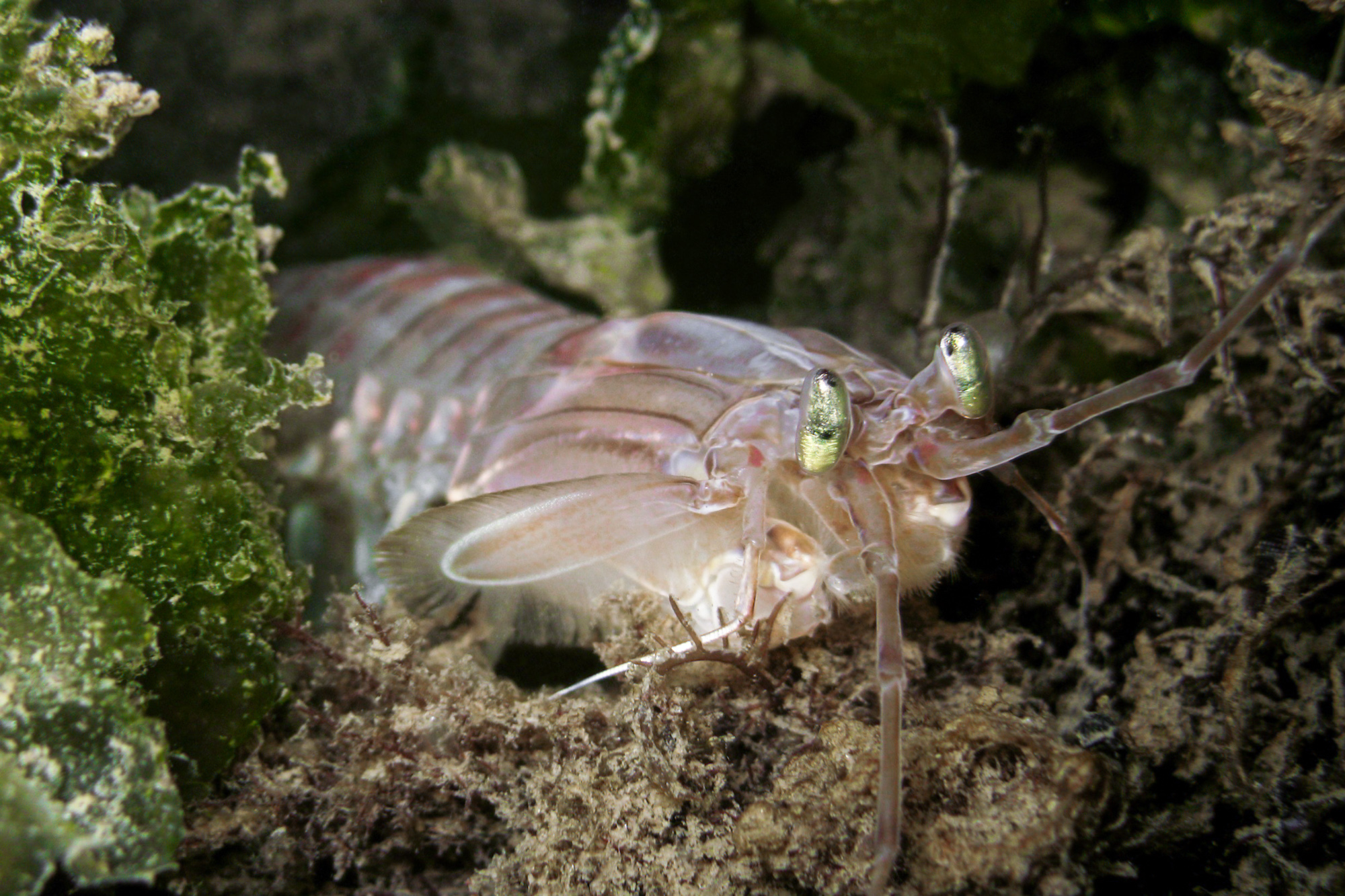 C Come Cannocchia La Cicala Di Mare