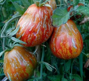 Pomodoro Borsa di Montone, il Sigillo dalle antiche tradizioni