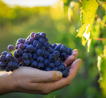 Uva Termarina, il tesoro della tradizione agricola italiana