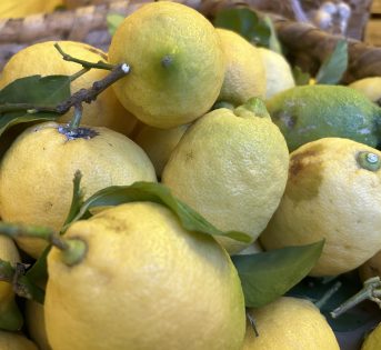 Limone Interdonato, il Sigillo della biodiversità contadina siciliana