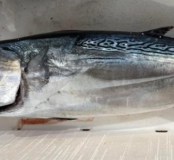 Tonnetto, delizioso tesoro del mar Mediterraneo